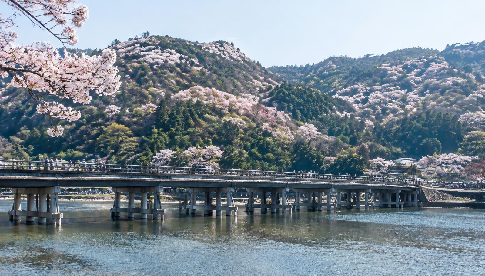 Cherry blossoms at Arashiyama