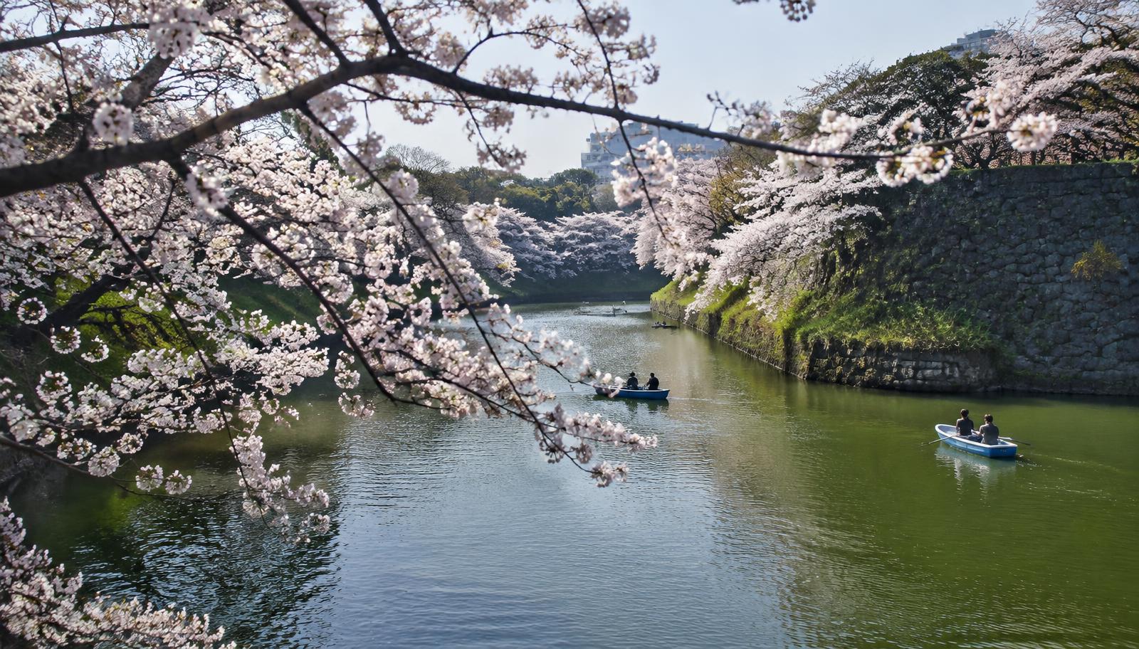 Cherry blossoms at Chidorigafuchi
