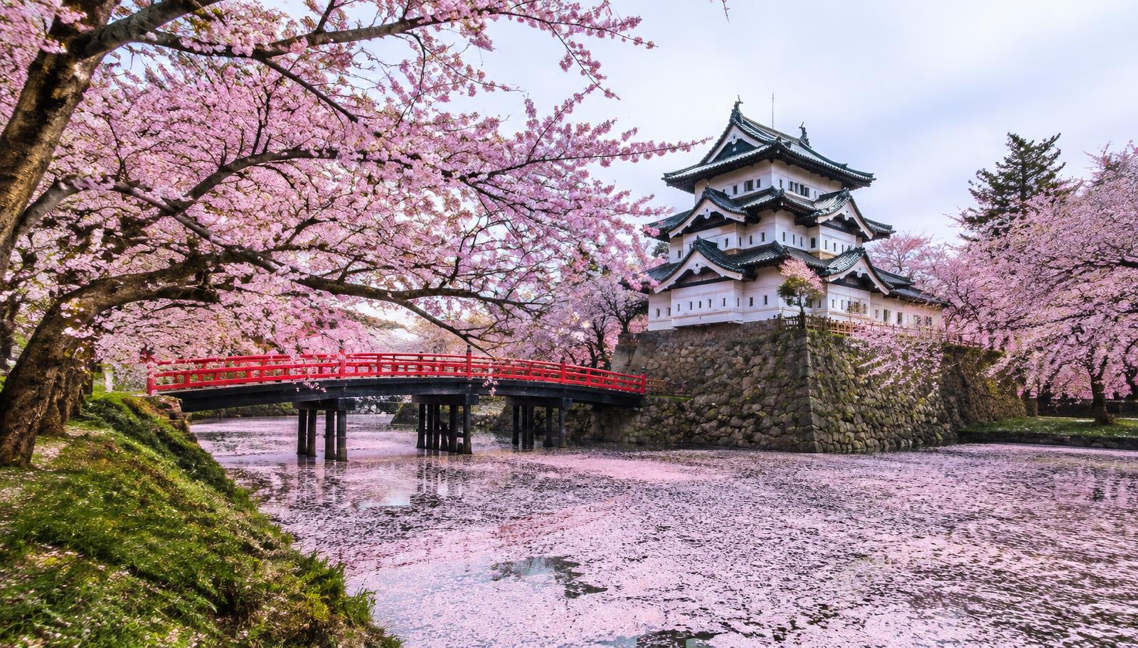 Cherry blossoms at Hirosaki Castle Park