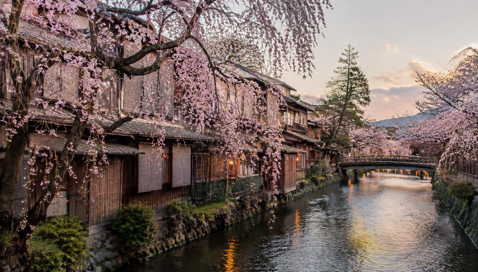 Weeping cherry trees over the Shirakawa canal in Gion, Kyoto