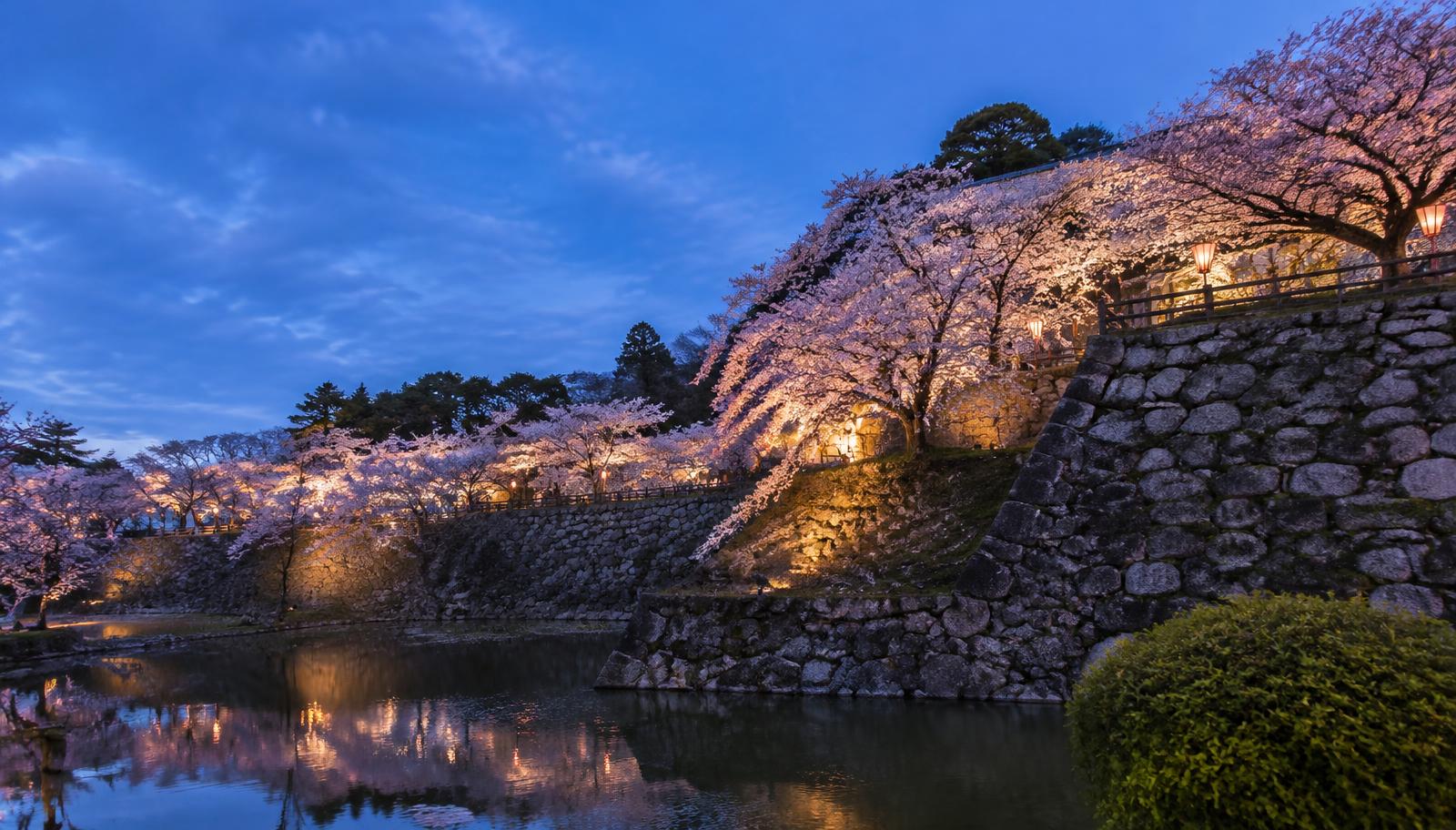 Illuminated cherry blossoms over castle stone walls at dusk