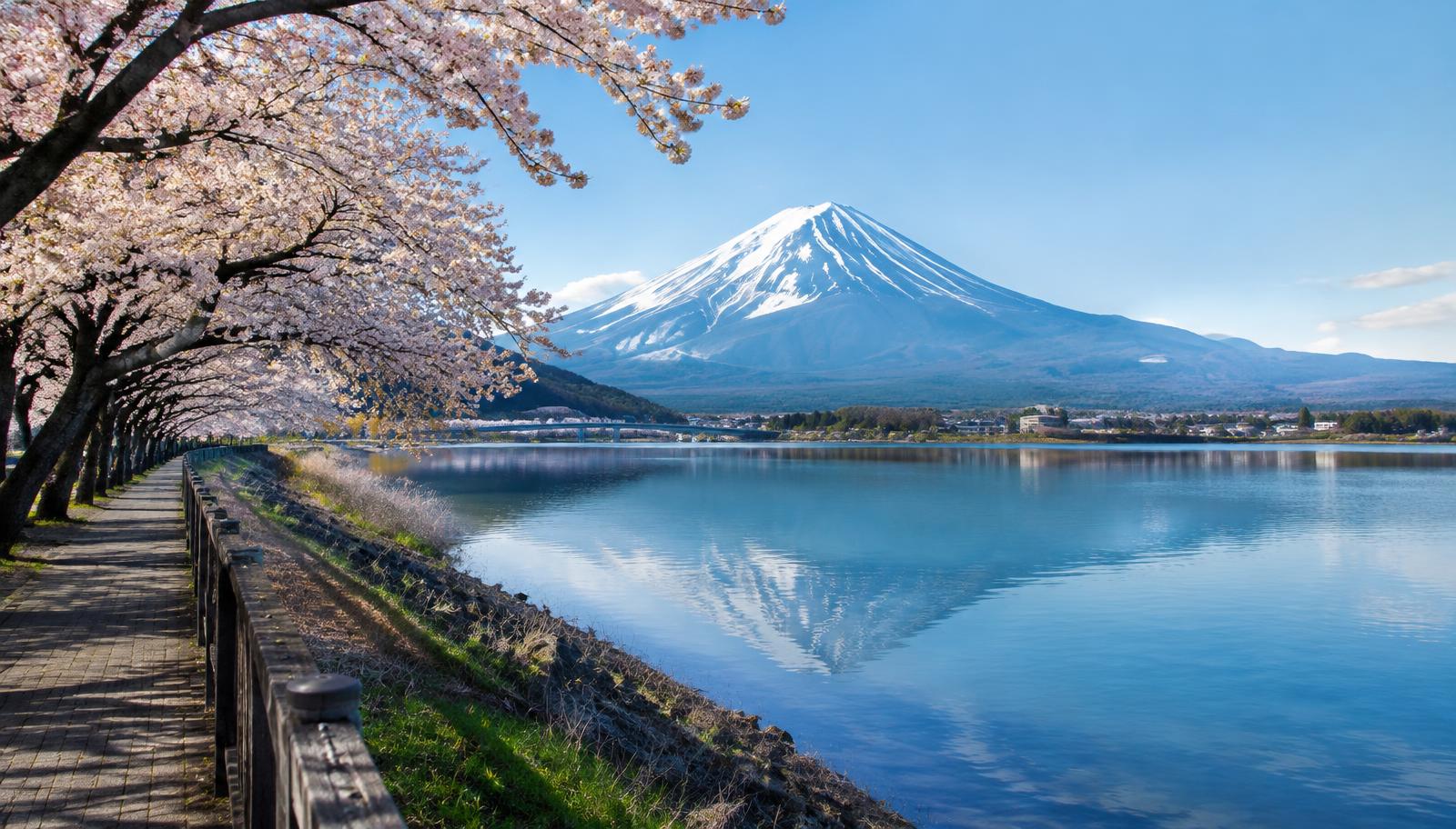 Cherry blossoms at Lake Kawaguchiko north shore