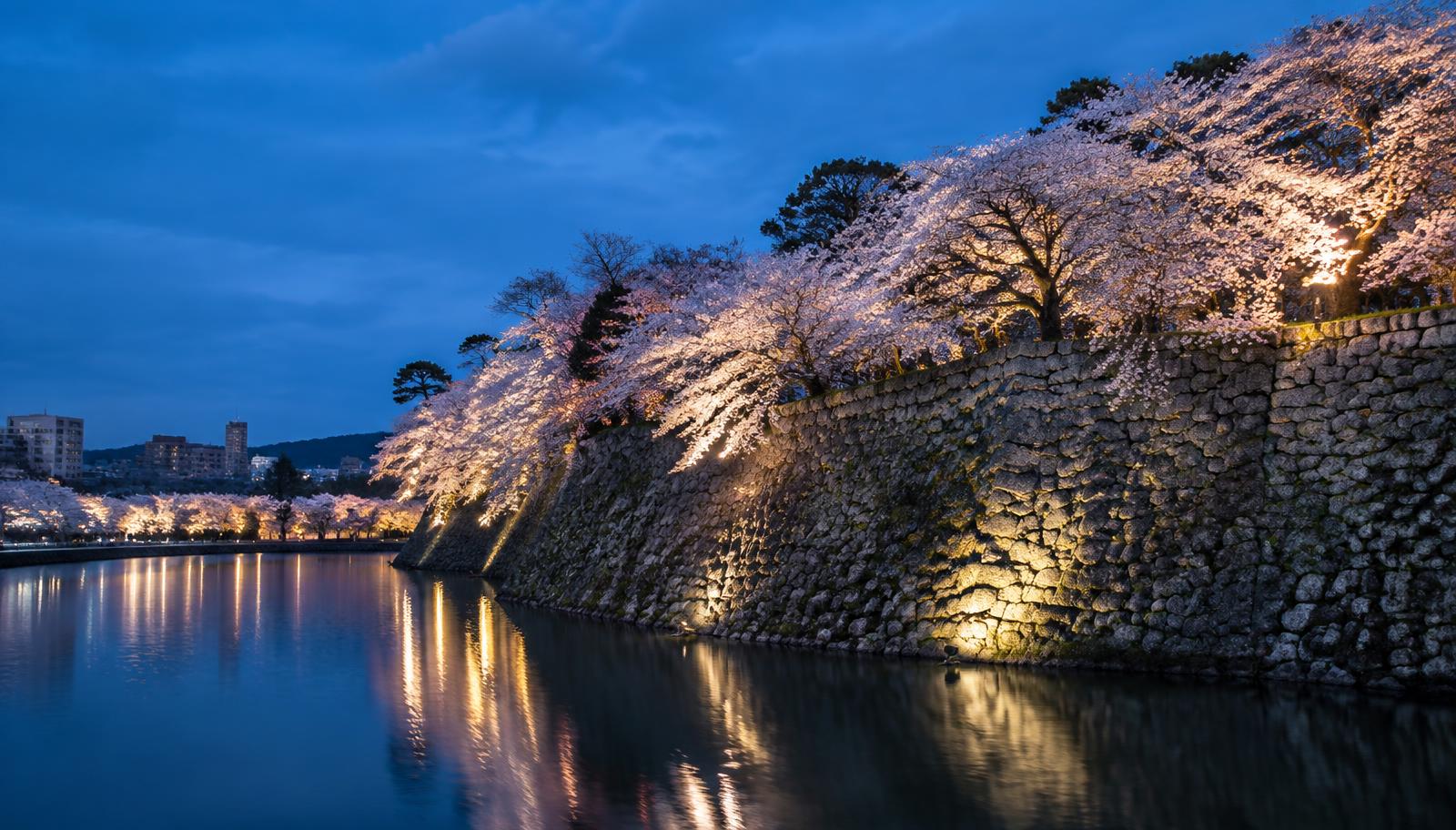 Cherry blossoms at Maizuru Park