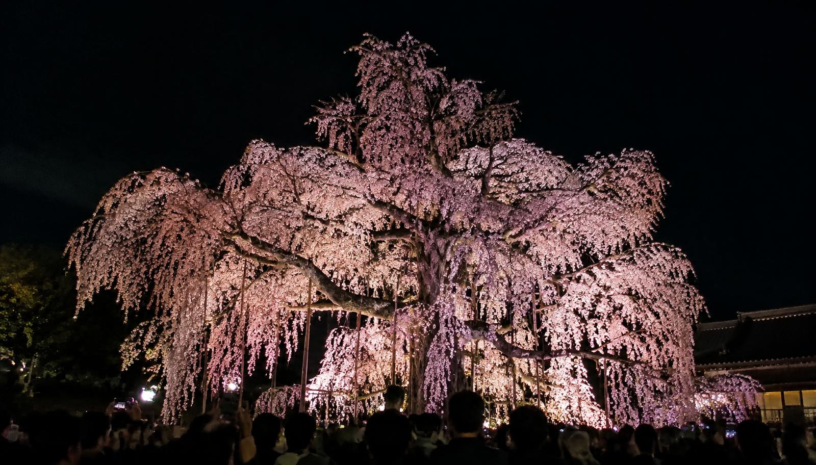 Cherry blossoms at Maruyama Park
