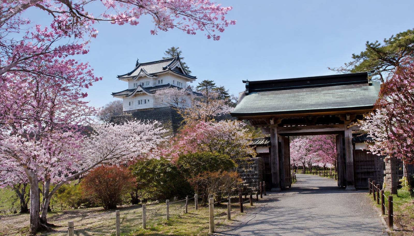 Cherry blossoms at Matsumae Park