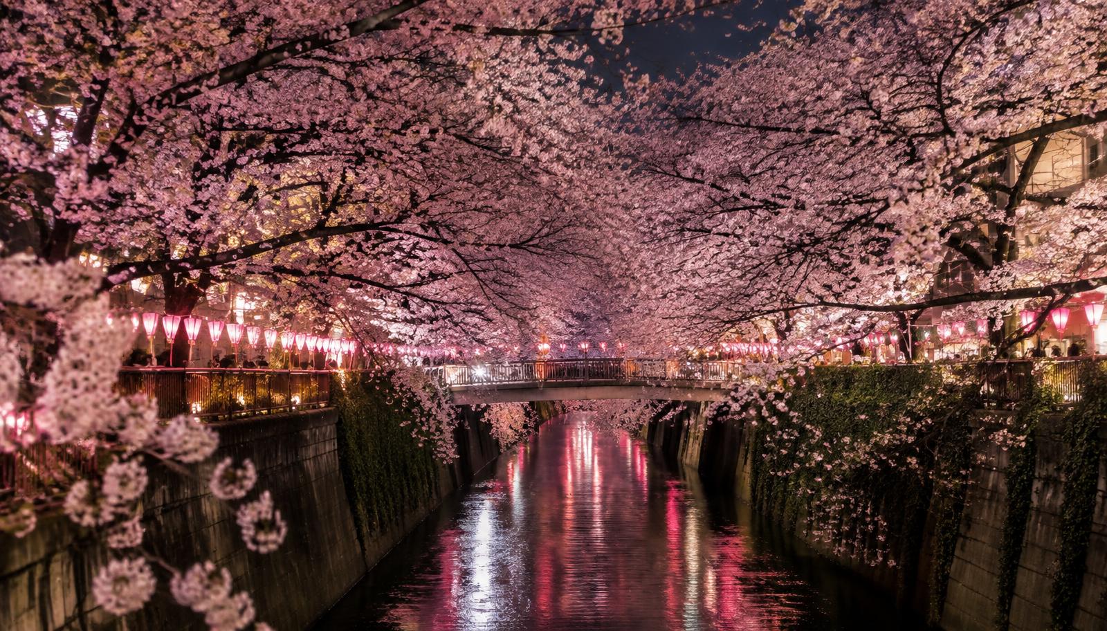 Cherry blossoms at Meguro River