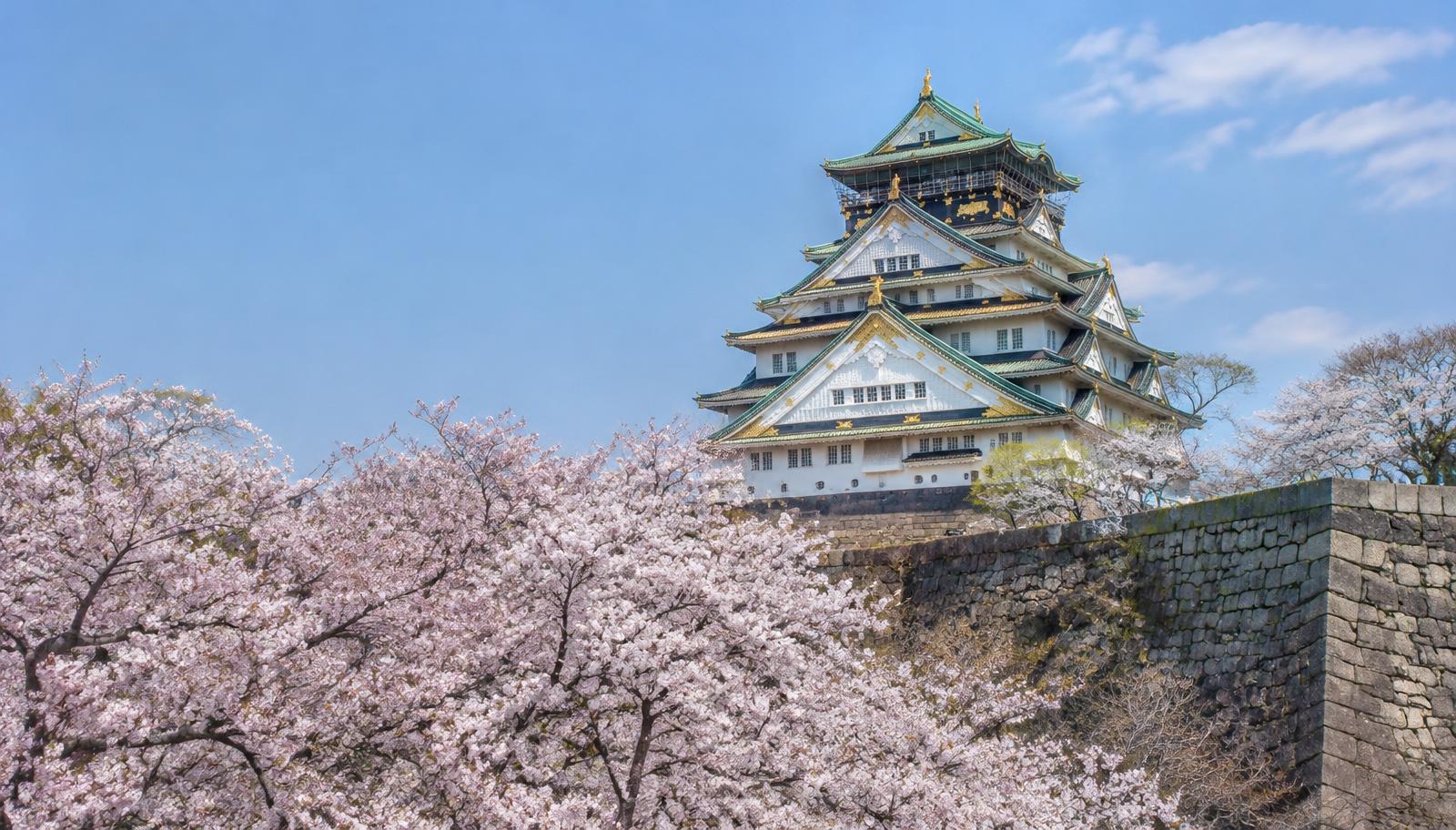 Cherry blossoms at Osaka Castle Park