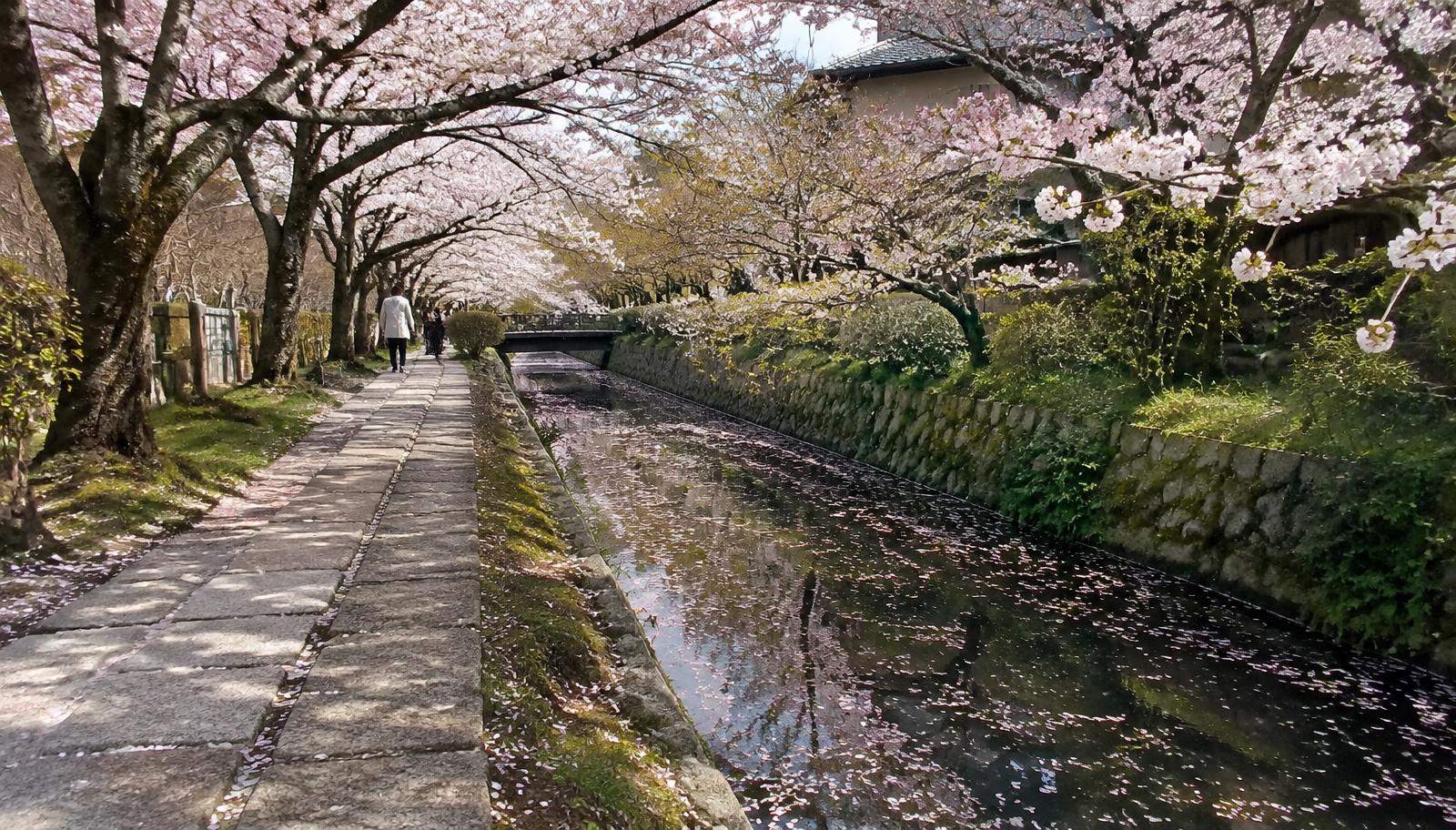 Cherry blossoms at Philosopher's Path
