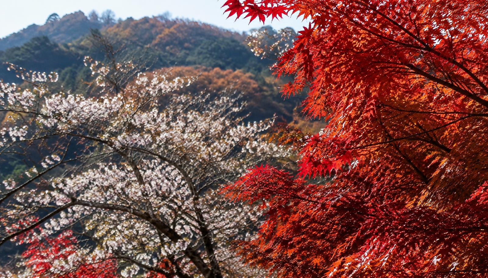 Cherry blossoms at Sakurayama Park
