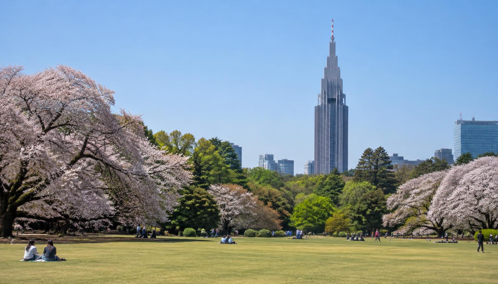 Cherry blossoms at Shinjuku Gyoen
