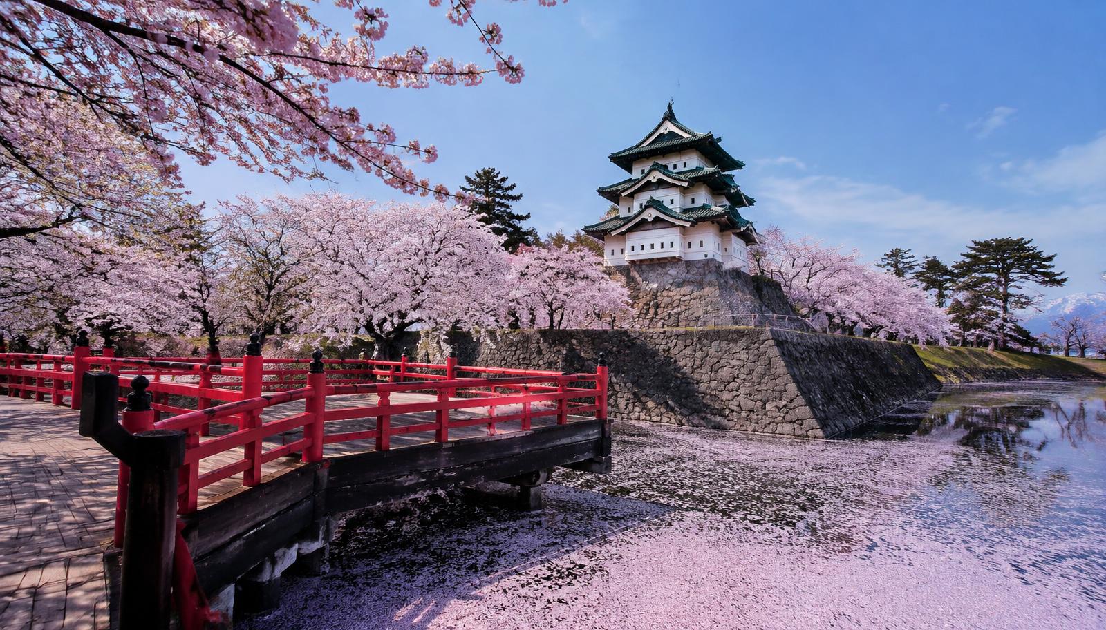Red bridge and Hirosaki castle with pink petals covering the moat