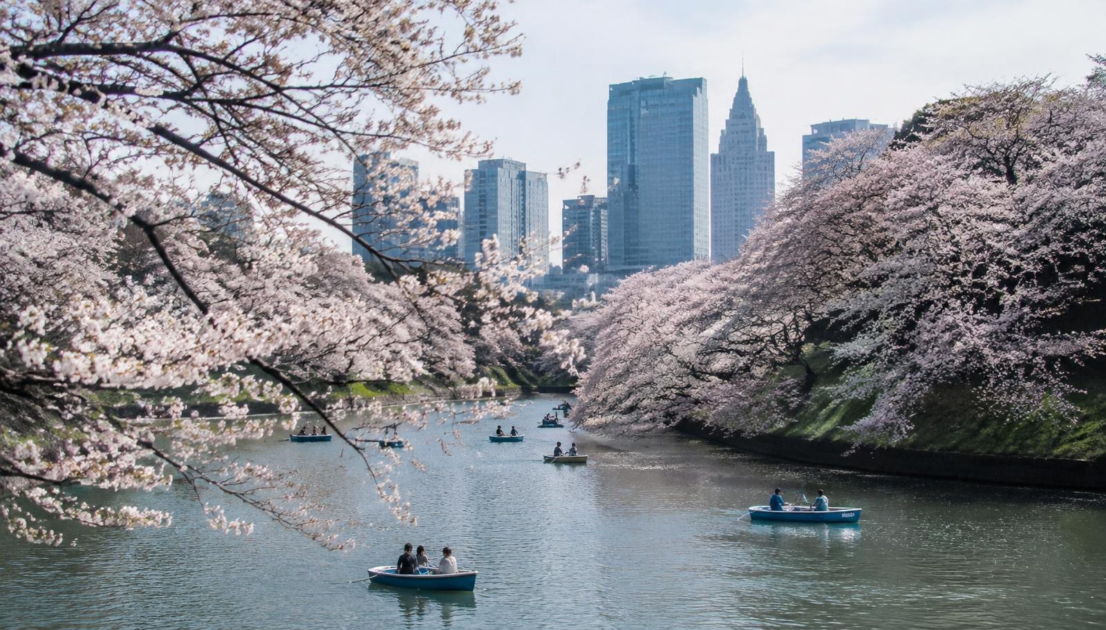 Rowboats under cherry blossoms on the Chidorigafuchi moat in Tokyo