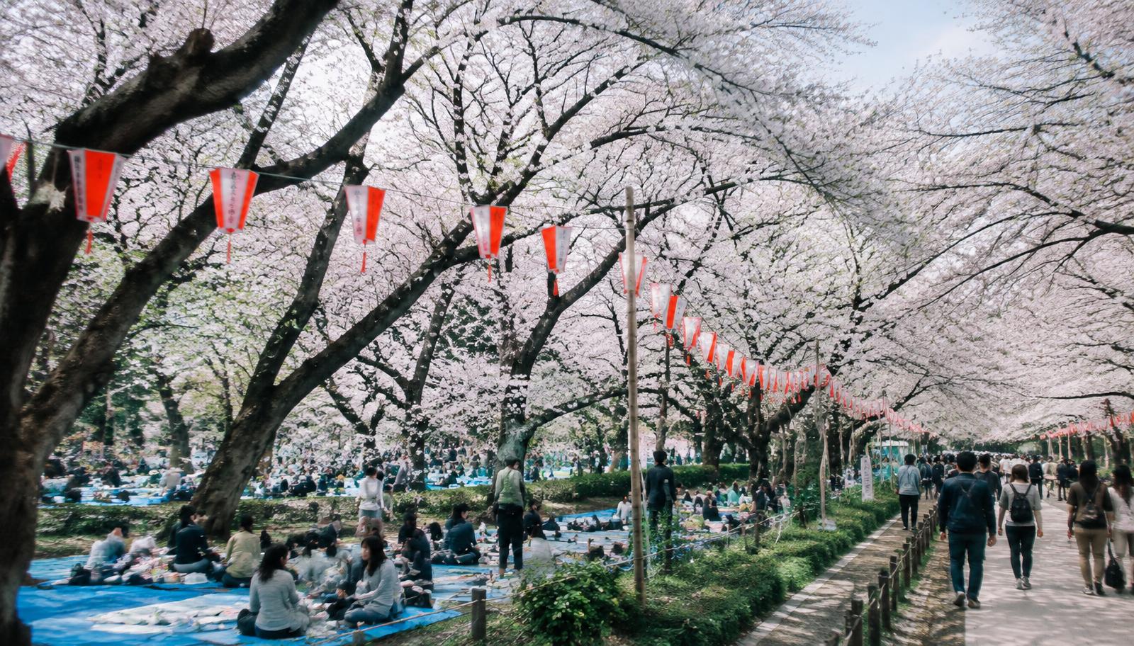 Cherry blossoms at Ueno Park